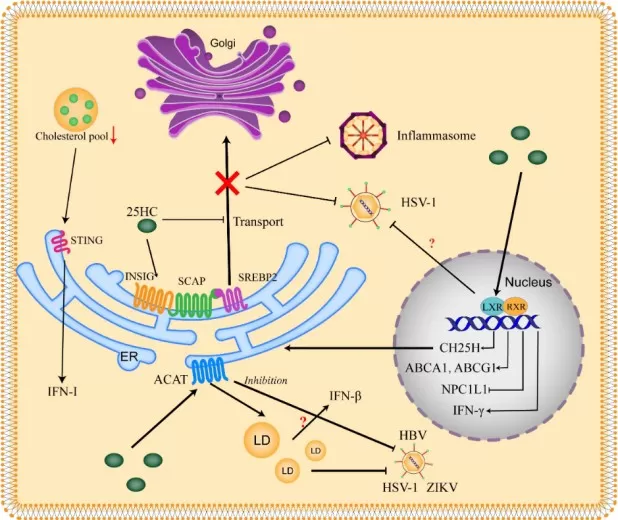 Relationship between 25-HC and cholesterol metabolism in antiviral host defense